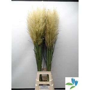 CORTADERIA S EVITA