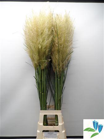 <h4>CORTADERIA S EVITA</h4>