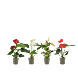 Anthurium Pearl 4 color mix in transparant sleeve