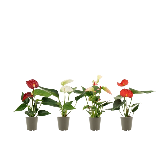 <h4>Anthurium Pearl 4 color mix in transparant sleeve</h4>