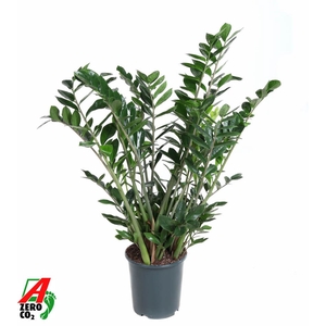 Zamioculcas zamiifolia