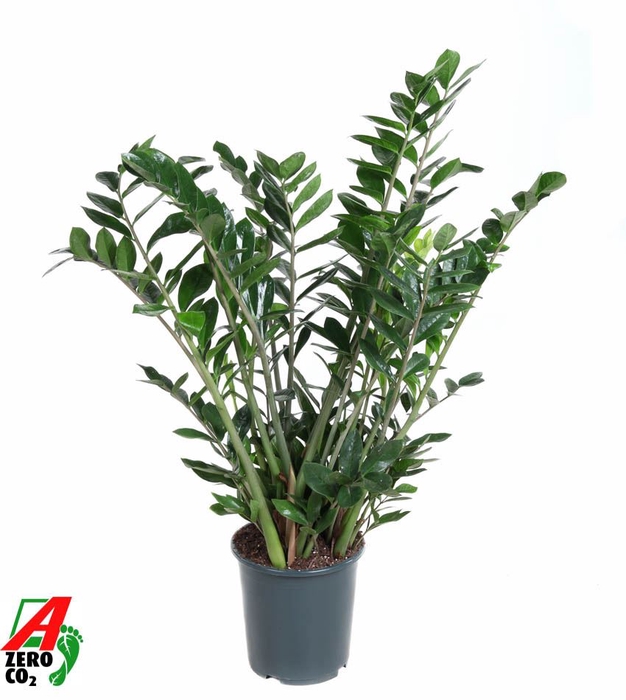 <h4>Zamioculcas zamiifolia</h4>