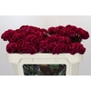 Celosia Cr Bombay Fire