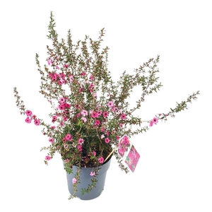 Leptospermum scoparium