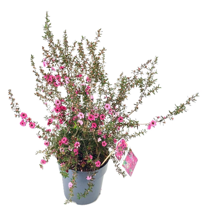 <h4>Leptospermum scoparium</h4>