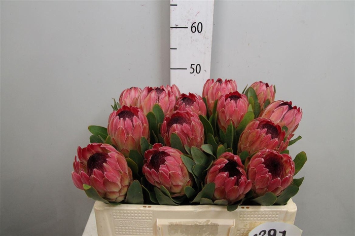 <h4>Protea Silvia</h4>