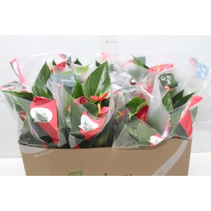 ANTHURIUM RED SUCCESS P15