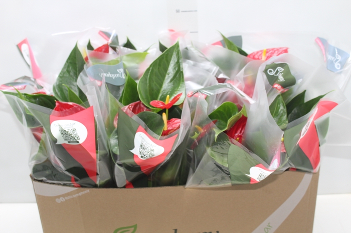 <h4>ANTHURIUM RED SUCCESS P15</h4>