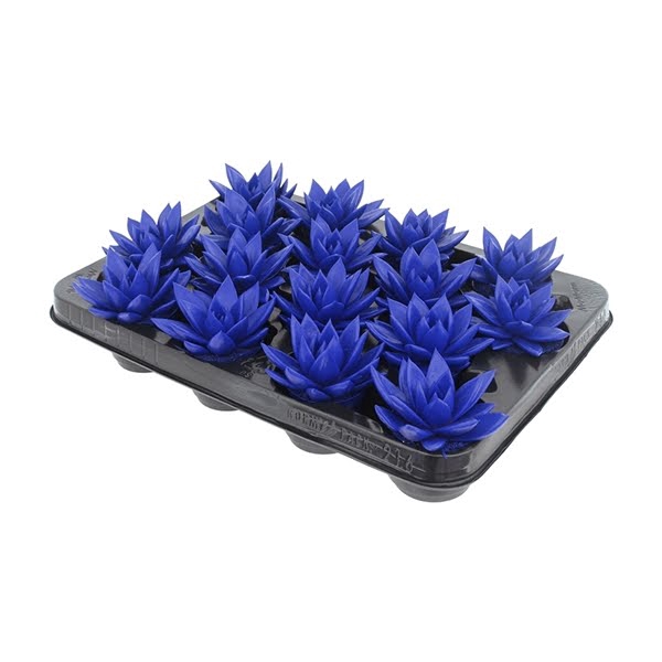 <h4>Echeveria coloured dark blue</h4>