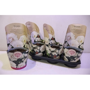 arr8 Paeonia Elegance White