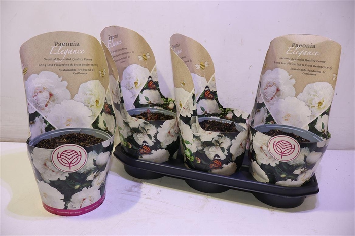 <h4>arr8 Paeonia Elegance White</h4>