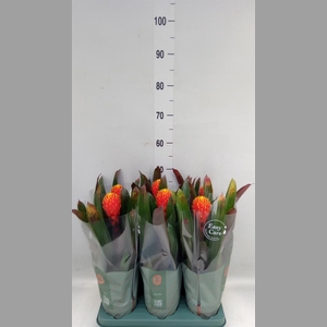 Guzmania  'Tala'