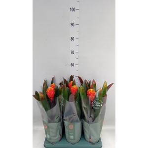 Guzmania  'Tala'