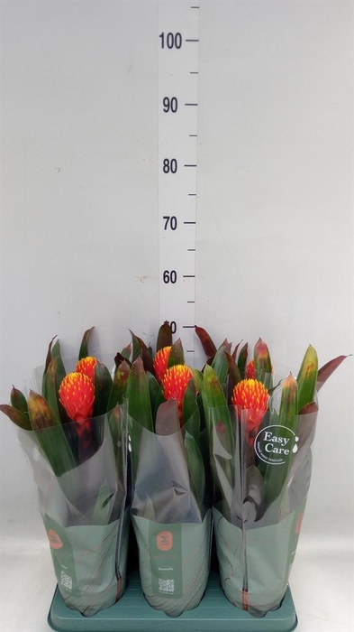 <h4>Guzmania  'Tala'</h4>