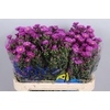 Aster Casarosa