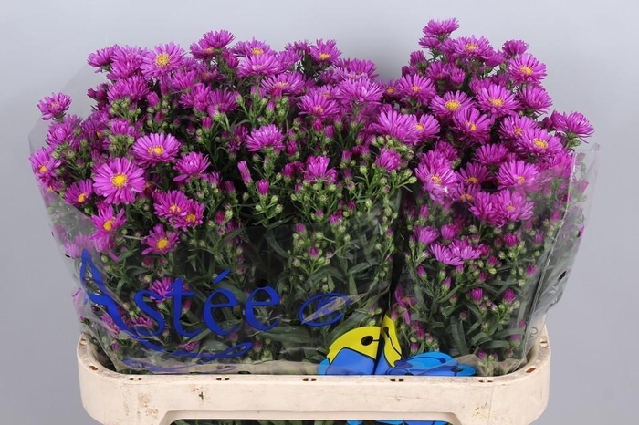 <h4>Aster Casarosa</h4>