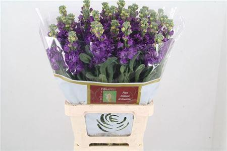 <h4>Matth Iron Purple</h4>