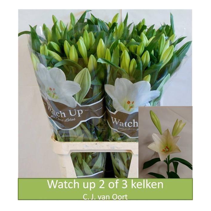 <h4>Li Lf Watch Up</h4>