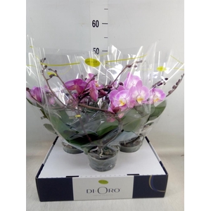 Phalaenopsis   ...rose