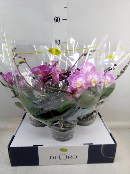 <h4>Phalaenopsis ...rose</h4>