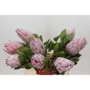 Protea Cynaroides