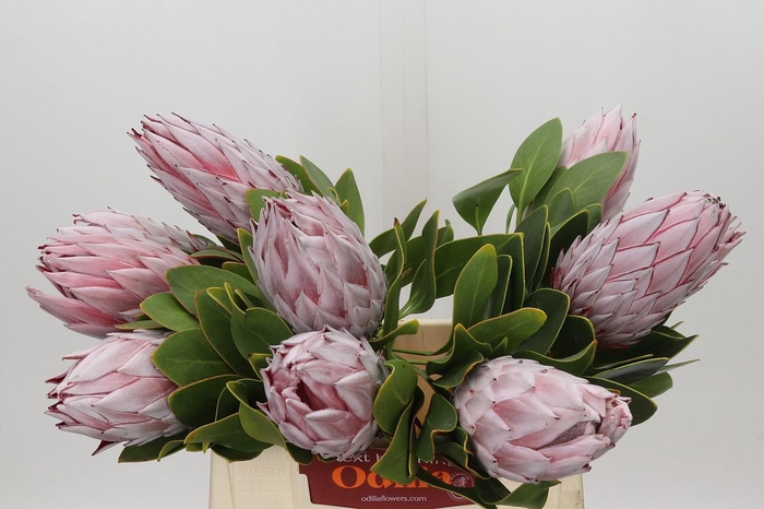<h4>Protea Cynaroides</h4>