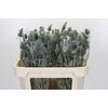 Eryngium Electric Dynamite