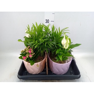 Arr.    Planten  L%