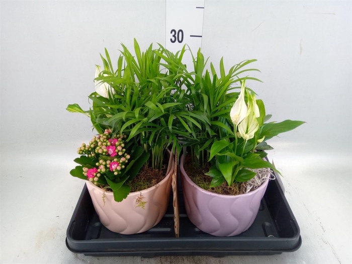 <h4>Arr.    Planten  L%</h4>