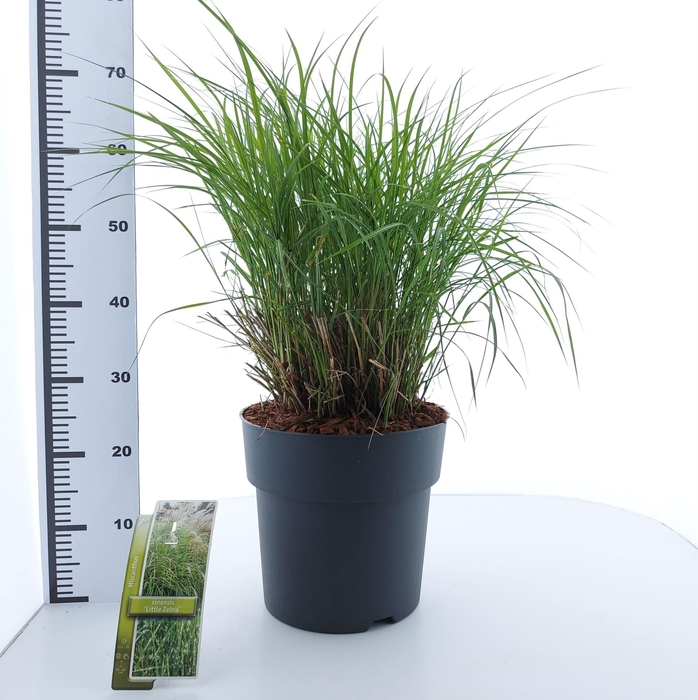 Miscanthus sinensis