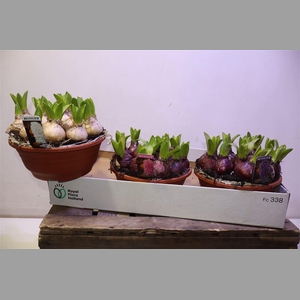 Hyacin Pear Gem 3 Kl