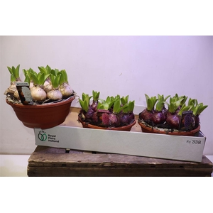 Hyacin Pear Gem 3 Kl