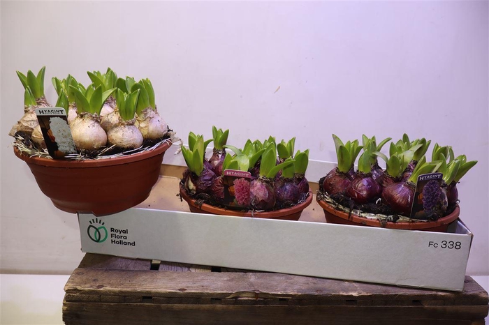 <h4>arr8 Hyacin Pear Gem 3 Kl</h4>