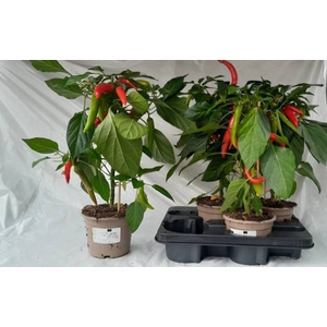 PEPER PLANTEN