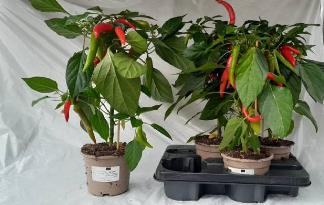 <h4>PEPER PLANTEN</h4>