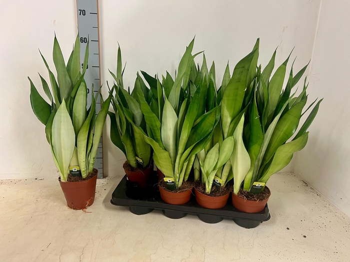 <h4>SANSEV MOONSHINE</h4>