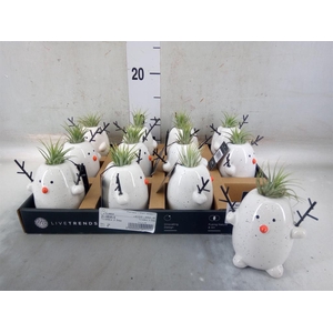 Arr.   Kamerplant Groen L%