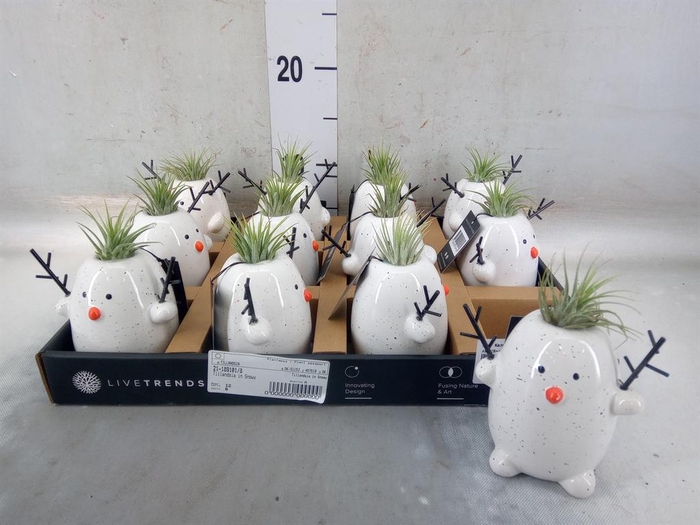 <h4>Arr.   Kamerplant Groen L%</h4>