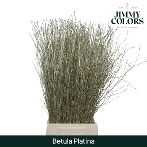 Betula L70 Mtlc. Platina