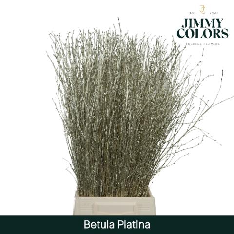 <h4>Betula L70 Mtlc. Platina</h4>