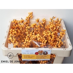 ILEX VERTICILLATA GOLDEN VERBOOM