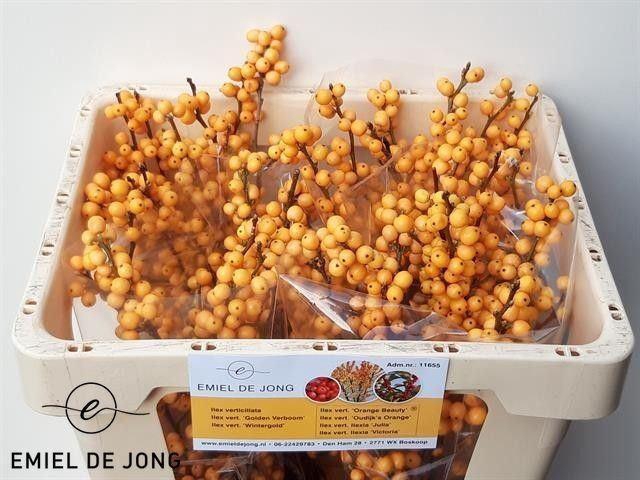 <h4>ILEX VERTICILLATA GOLDEN VERBOOM</h4>