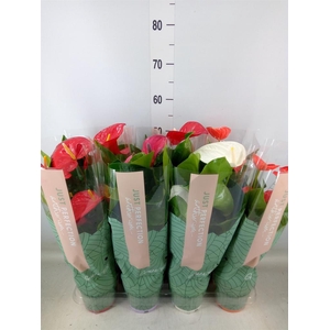 Anthurium   ...mix