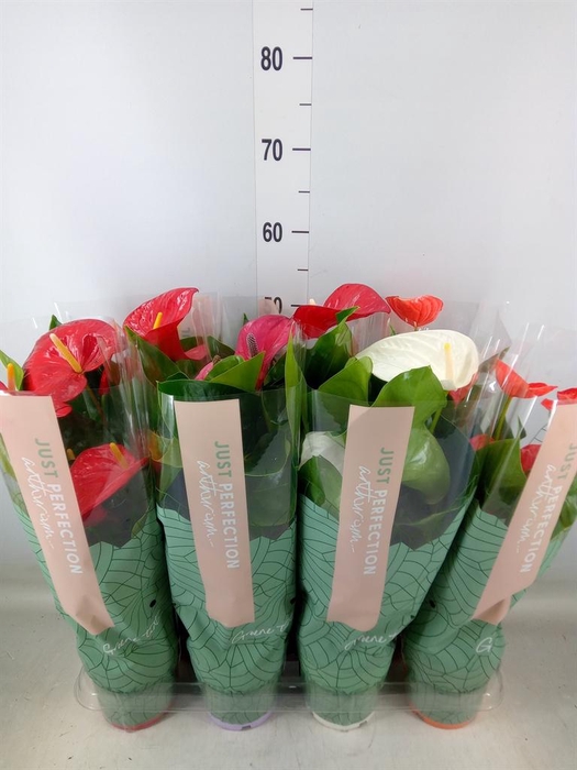 <h4>Anthurium   ...mix</h4>