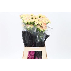 Di St Fiesta Komachi