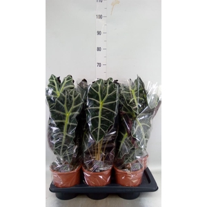 Alocasia amazonica 'Polly'