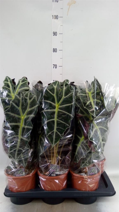 <h4>Alocasia amazonica 'Polly'</h4>