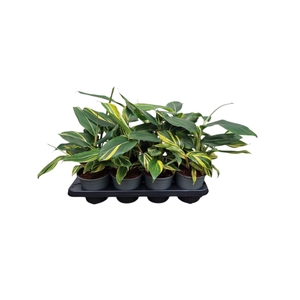 Alpinia zerumbet 'Variegata'