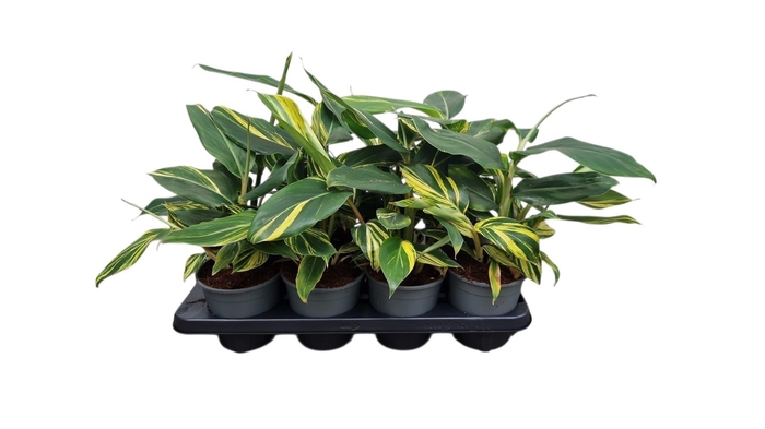 <h4>Alpinia zerumbet 'Variegata'</h4>