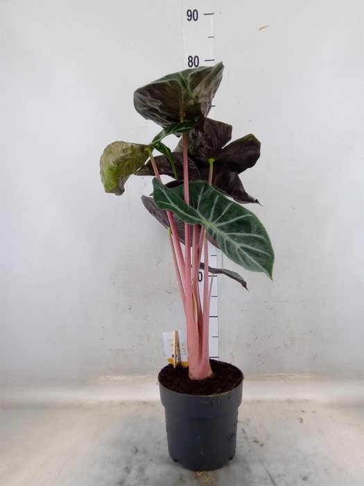 <h4>Alocasia   ...</h4>